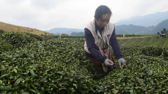 茶叶茶绿茶采茶茶山春茶茶园4K实拍