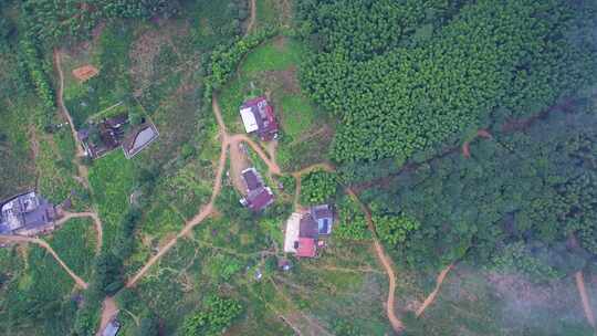 航拍武夷山桐木麻粟村正山小种老枞红茶山场