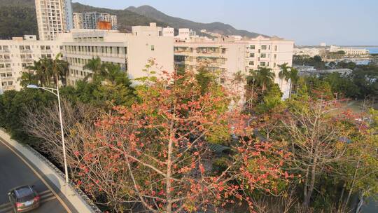 深圳盐田 盐田区 木棉花 惠深沿海高速