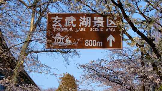 南京市玄武区玄武湖景区古鸡鸣寺樱花盛开风