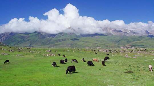航拍川西高原，牦牛草地雪山河流蓝天白云