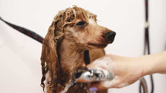 狗洗澡