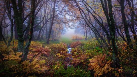 天然氧吧森林光影森林晨雾树林唯美清晨树林