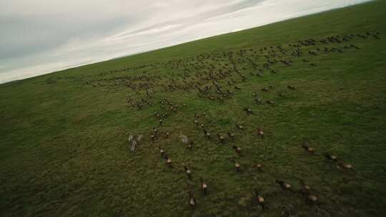 FPV穿越机无人机航拍斑马群野牛群草原奔跑