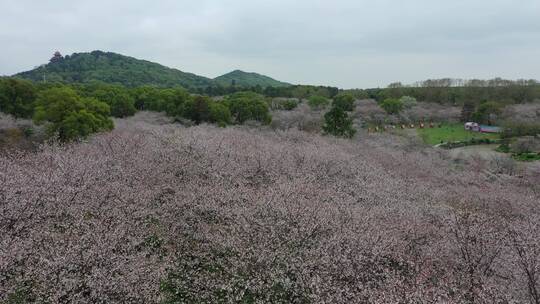 航拍武汉东湖樱园樱花春季东湖风景区