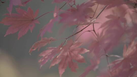 枫叶红叶LOG视频素材