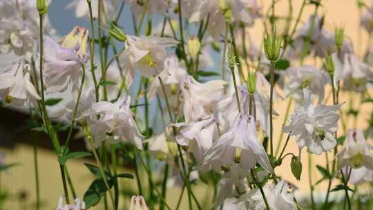 城市公园里盛开的鲜花