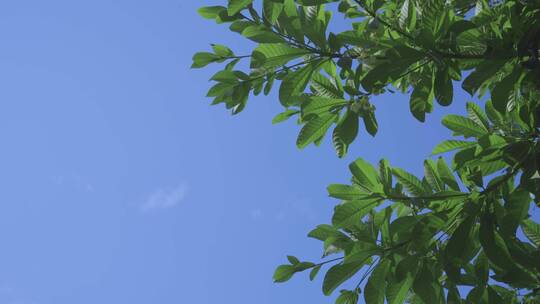 【4K】蓝天下微风拂动的树影（已调色）视频素材模板下载