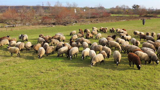 羊的养殖放牧视频素材模板下载