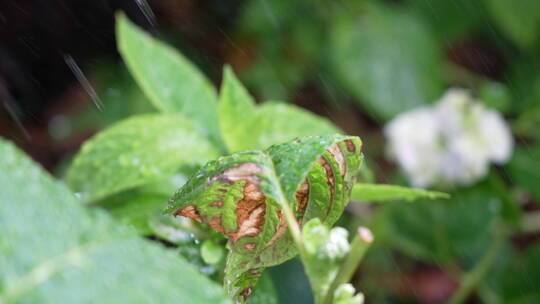 雨中的草丛视频素材模板下载