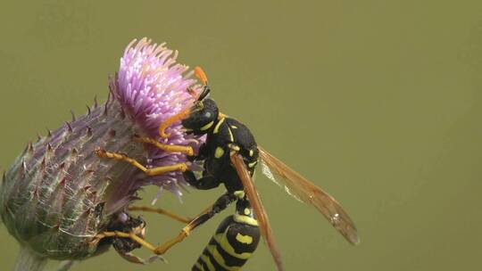 纸黄蜂在蓟花蕾上收集花蜜。观察野生昆虫