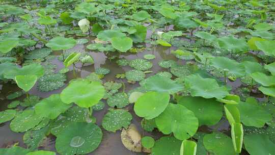 雨后的藕塘航拍