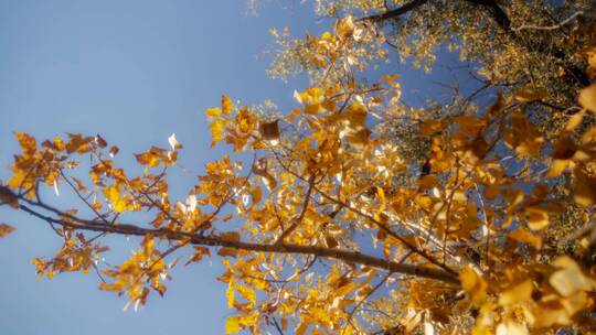 秋季金黄的枫叶