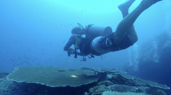潜水员 珊瑚 海底 大片珊瑚 小鱼群