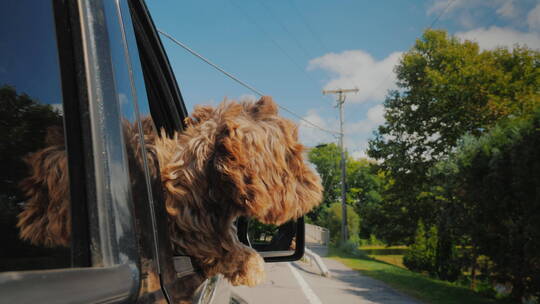 棕色的狗探出车窗