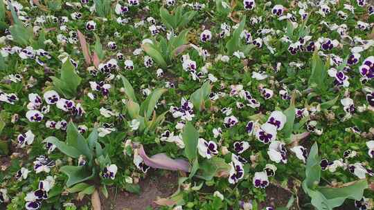 美丽的花园与许多白色三色紫罗兰花杂交中提琴