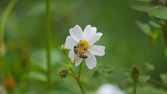 蜜蜂在白色雏菊上采蜜特写