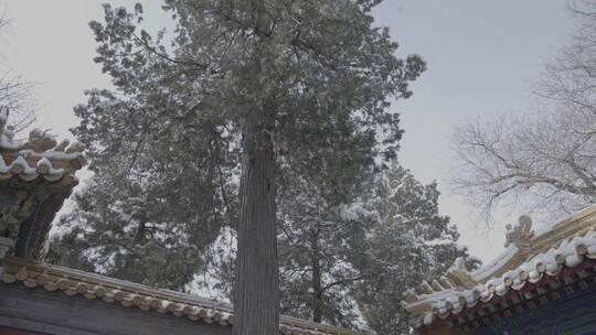 北京雪景 北京下雪