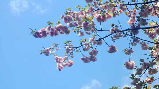 春天阳光下的樱花花朵花瓣