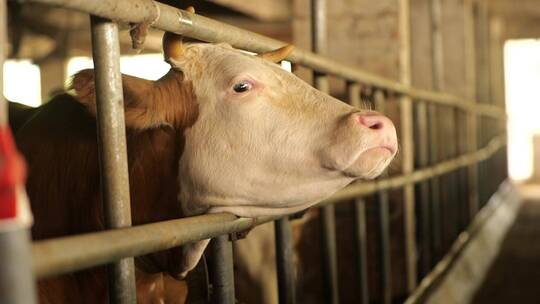 养牛场圈养加放养黄牛养殖视频素材模板下载
