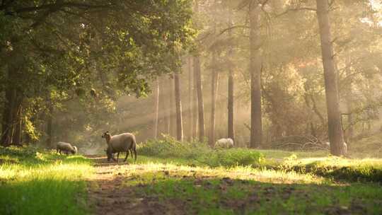 4K _ 阳光树林中吃草的绵羊