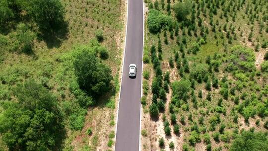 航拍行驶在乌兰布统草原树林中的汽车视频素材模板下载