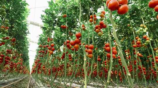 番茄大番茄小番茄红番茄绿番茄