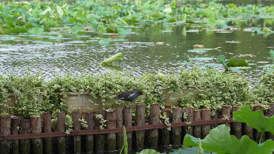 昆明翠湖公园旅游景点