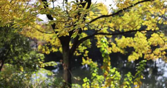 河边的树木叶子闪闪发亮