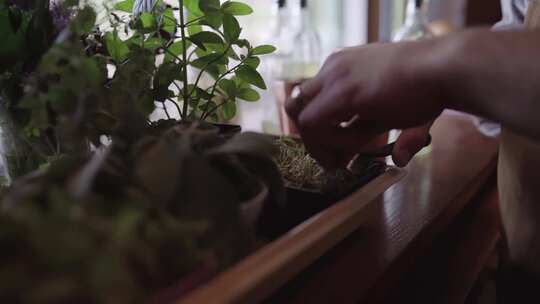 修剪盆栽植物上多余的叶子