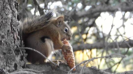 忙于吃食物的松鼠