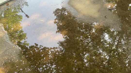 地面水洼树木天空倒影