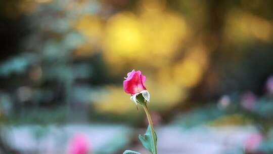 花的特写视频