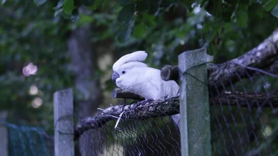 白鹦鹉在栏杆上下跳动