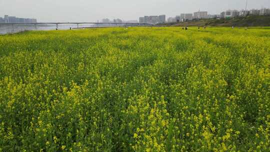 航拍长沙江边油菜花地