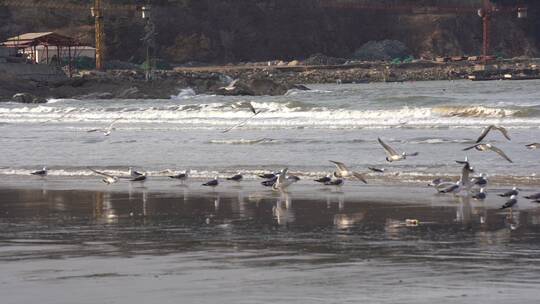 威海金海滩海水浴场沙滩上的海鸥