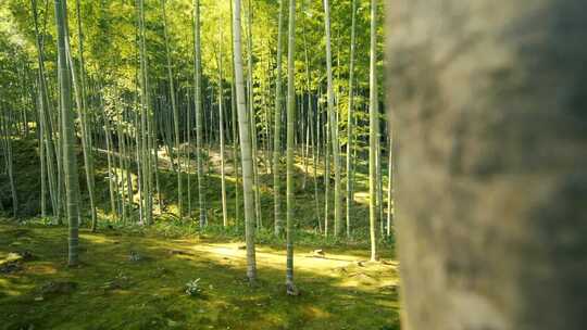 旋转仰拍阳光照射下竹林中的竹子和竹叶视频素材模板下载