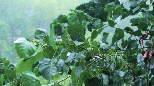 城市下暴雨下雨天雨水雨滴植物树叶子树木雨