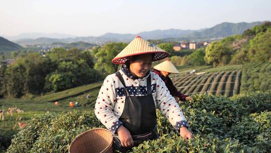 西湖龙井茶采茶，炒茶视频素材模板下载