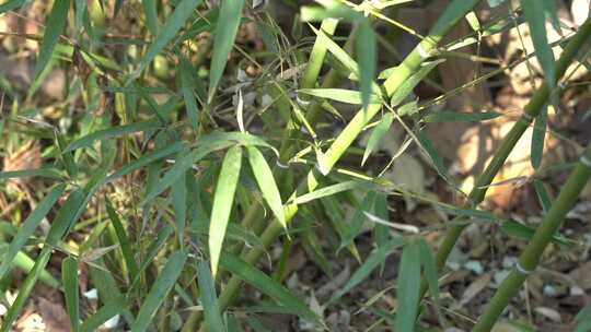 竹子 植物 绿色 生活 竹 生机