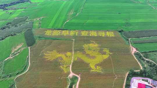 辽宁阜新查海遗址 龙 稻田画