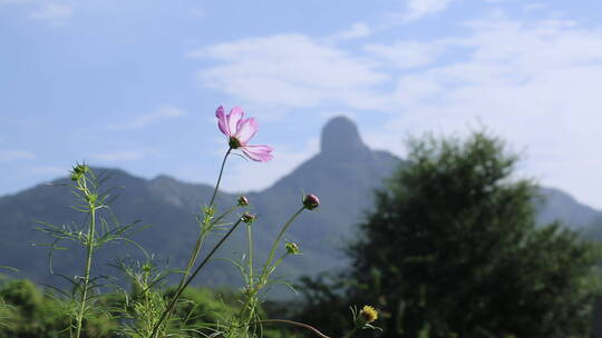 格桑花 花草