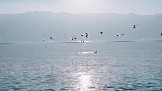 云南大理洱海海鸥