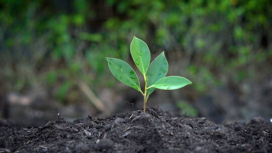 呵护成长培育种植幼苗孕育生命