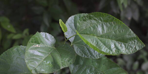 户外 野外 植物 自然 绿色 桂花 秋天叶子