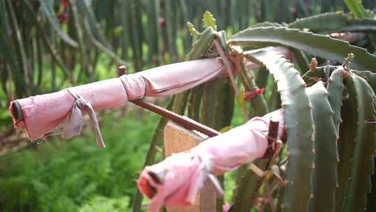 火龙果种植 火龙果树 仙人掌科植物