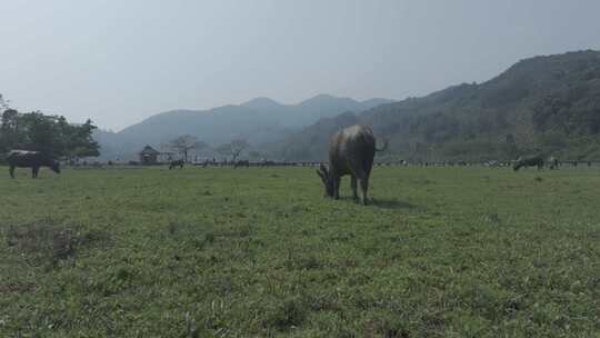 海南农田里的水牛吃草视频素材模板下载