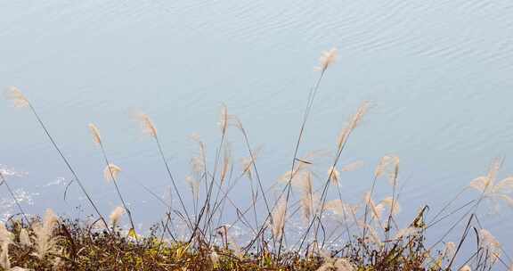 江南秋天田园湿地湖畔芦苇花开