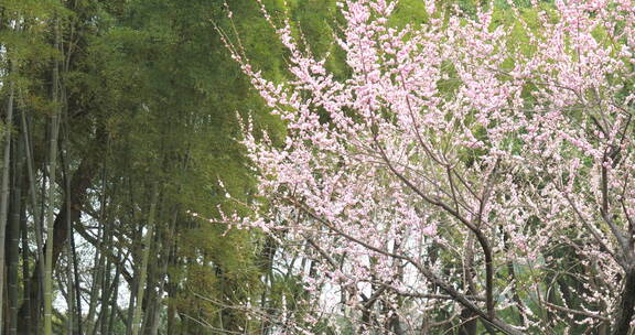 武汉东湖梅园梅花