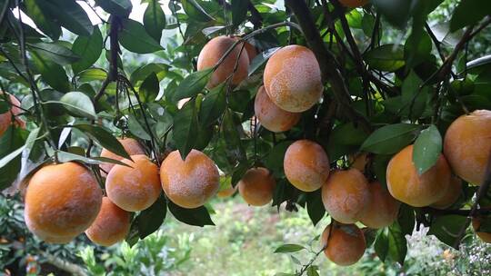 赣南脐橙脐橙果园脐橙丰收季节